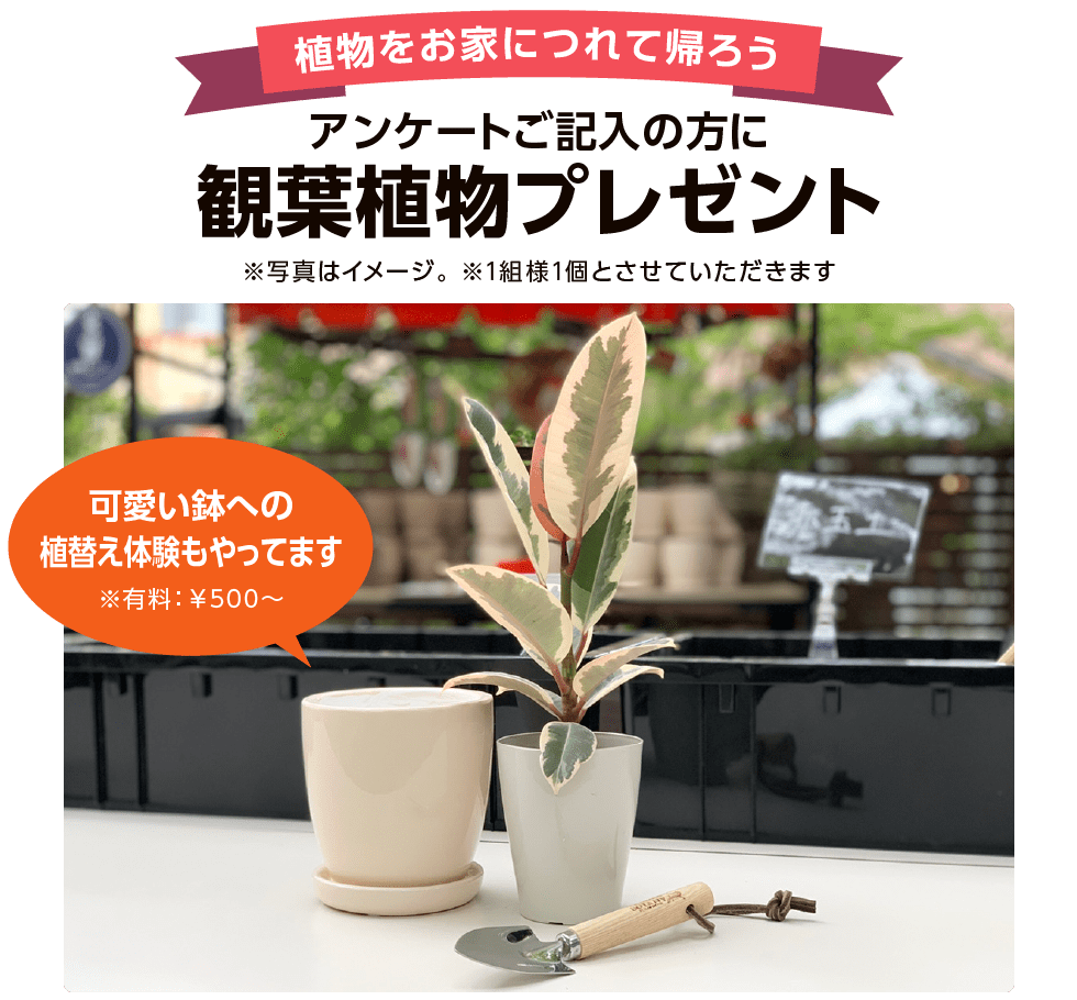 植物をお家につれて帰ろう