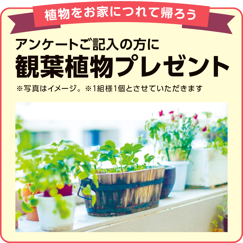 植物をお家につれて帰ろう