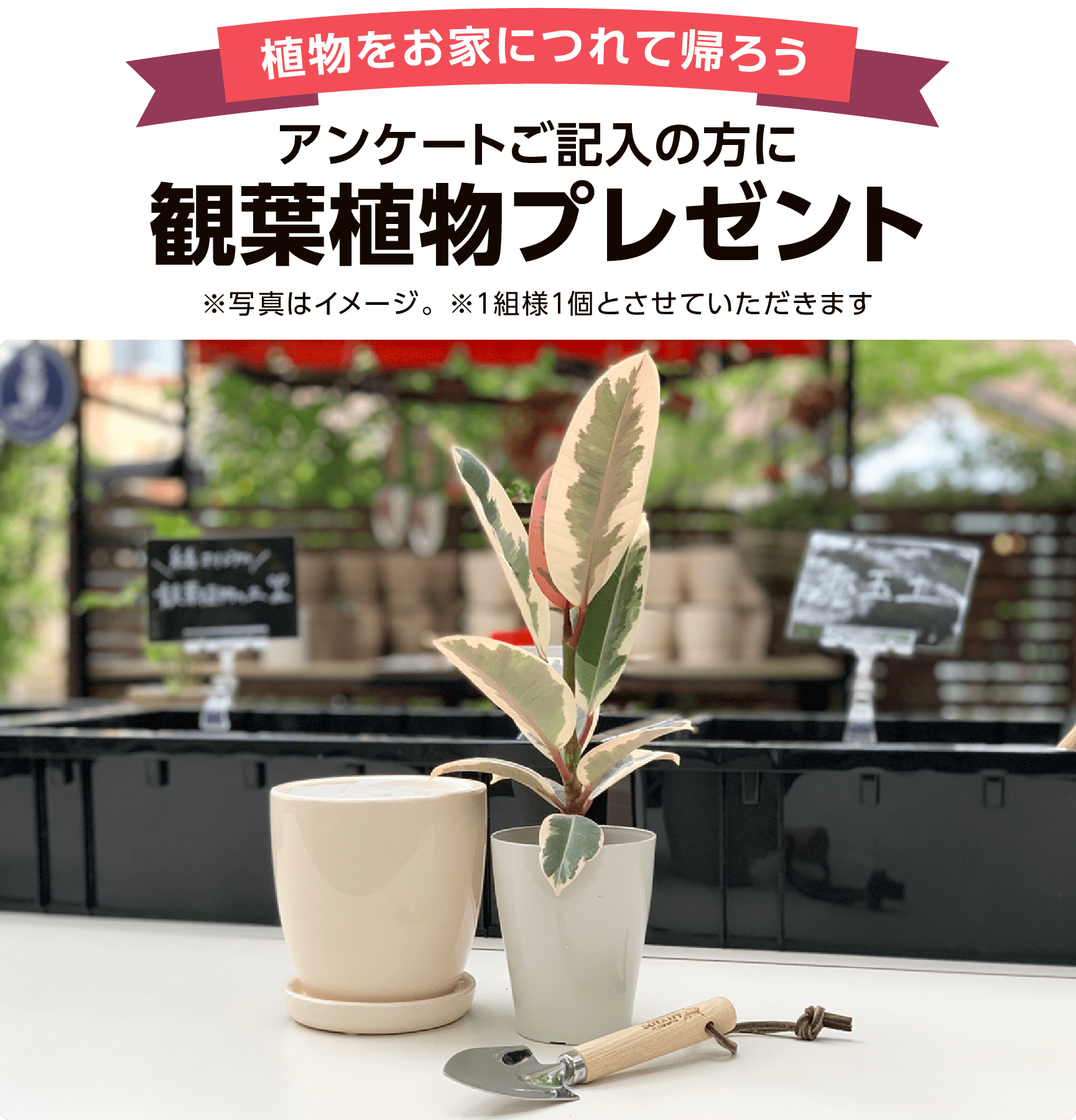 観葉植物プレゼント