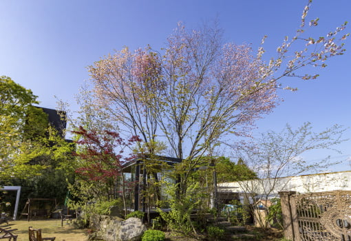 山桜の森