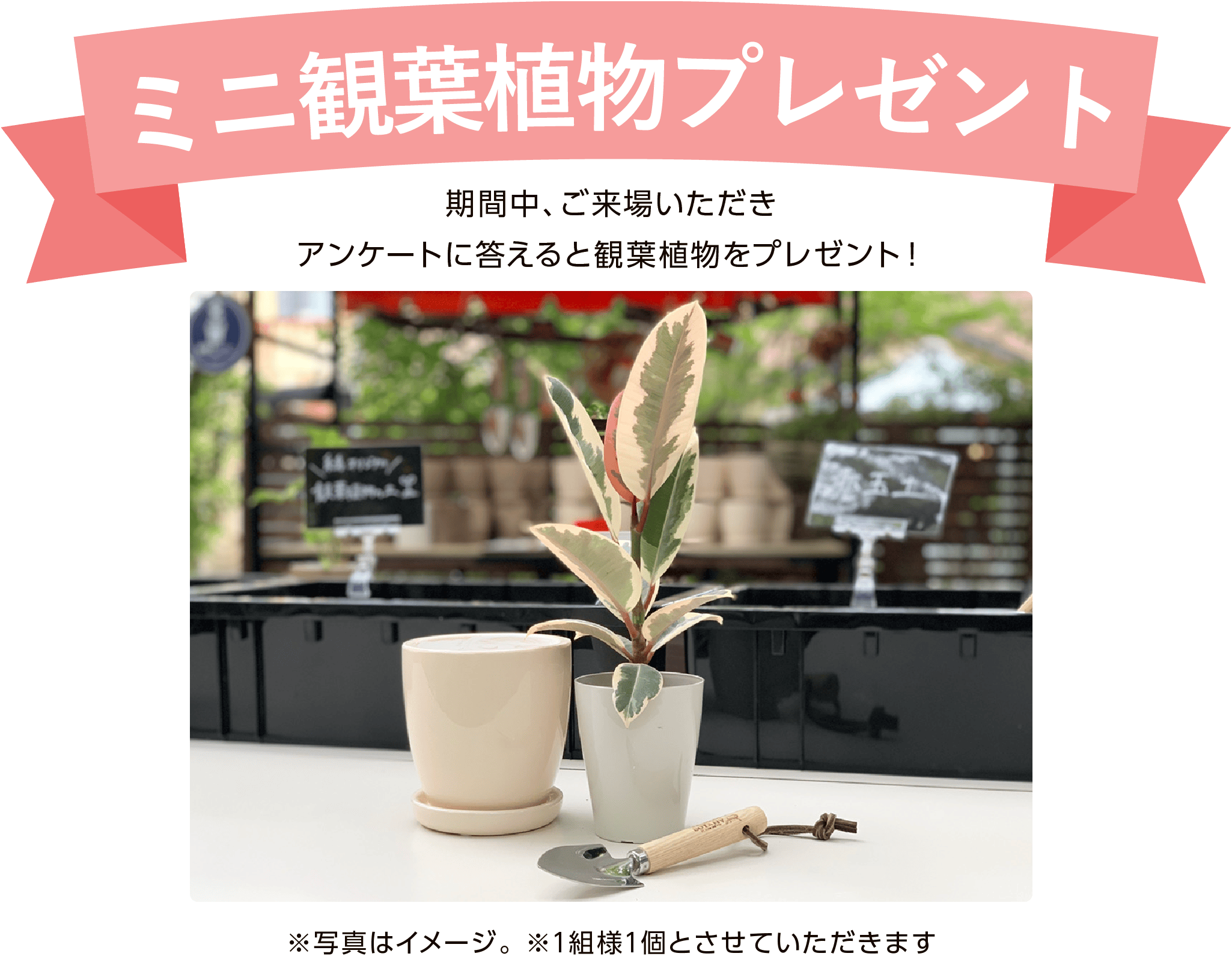 ミニ観葉植物プレゼント