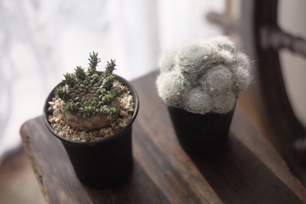 ガーデン タケウチ
ガーデンギャラリー
天神 外構 お庭
植物 塊根植物 多肉植物