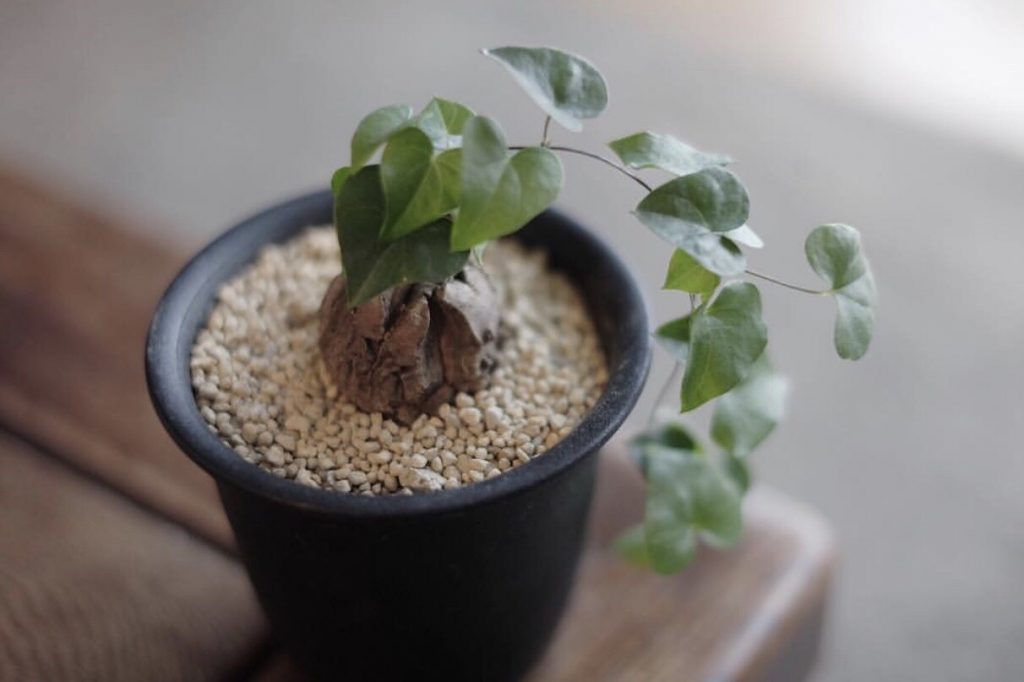 ガーデン タケウチ
ガーデンギャラリー
天神 外構 お庭
植物 塊根植物 多肉植物