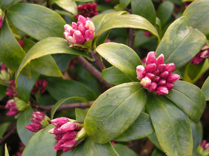 博多乃庭,花,福岡,ジンチョウゲ